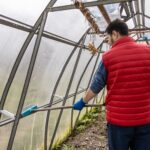 a-man-washing-the-greenhouse-with-a-mop-in-the-spr-2023-11-27-05-03-55-utc