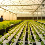 A new generation of asian young men with organic vegetable business exploring the integrity of organic vegetables that are ready to be delivered to customers