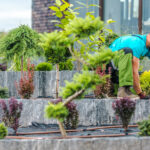 Professional Caucasian Gardener Taking Care of Shrubs and Bushes Planted in Multi-Leveled Flowerbed. Garden Landscape Maintenance Theme.